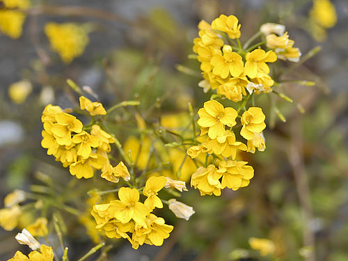 Draba hispida